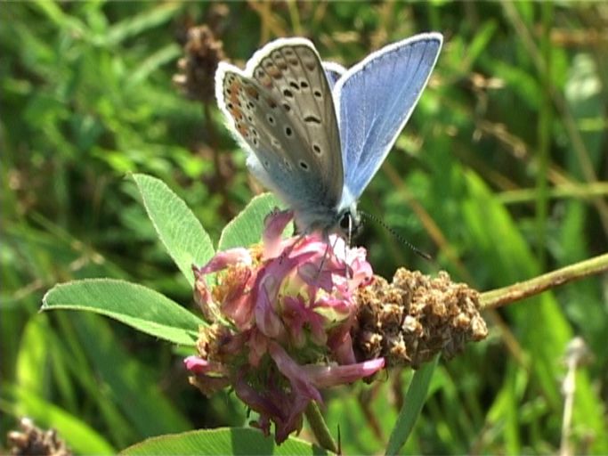 Hauhechelbläuling ( Polyommatus icarus ), Männchen : Am Niederrhein, Biotop, 06.08.2004